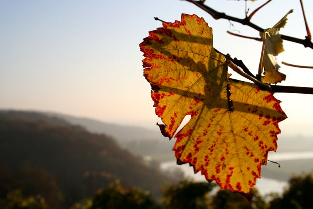 Bald lässt der Herbst sich wieder blicken