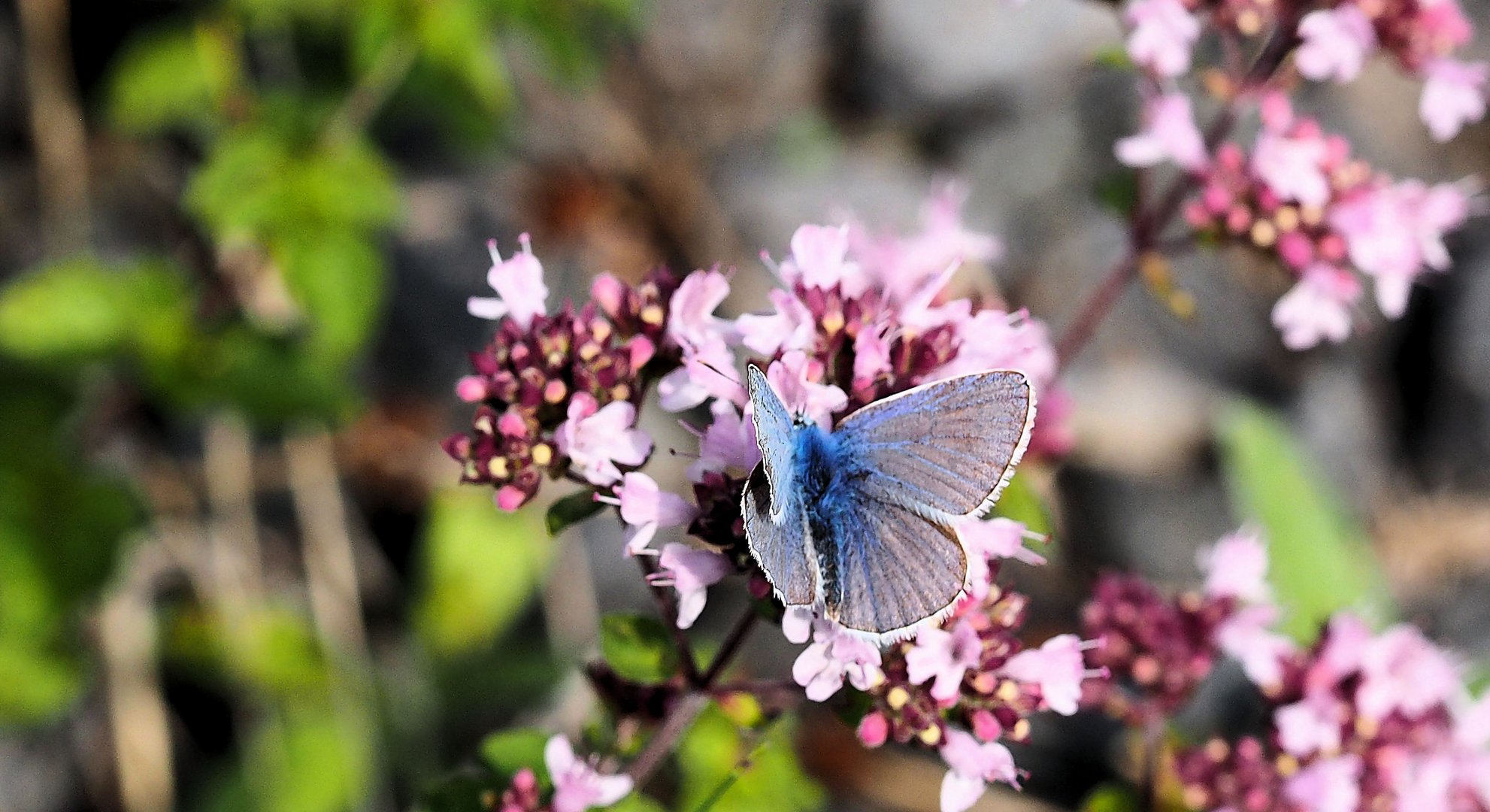 Bald müssen wir uns verabschieden von den Insekten …