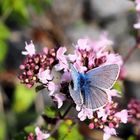 Bald müssen wir uns verabschieden von den Insekten …