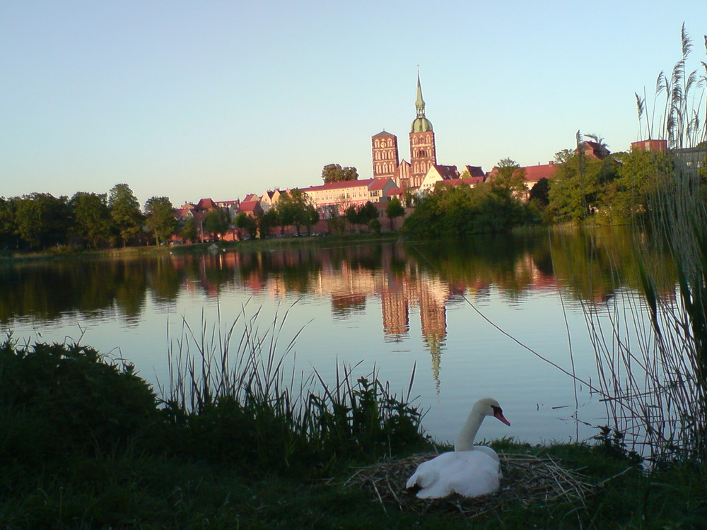 bald Nachwuchs in Stralsund?   soon offspring in Stralsund?