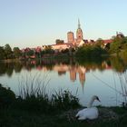 bald Nachwuchs in Stralsund?   soon offspring in Stralsund?