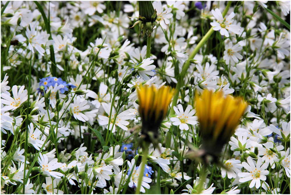 Bald Pusteblumen