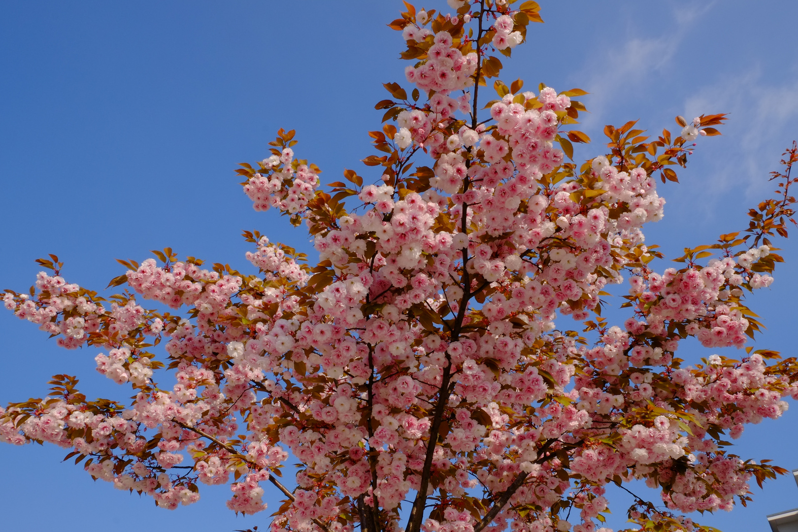 Bald regnets Blüten