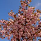 Bald regnets Blüten