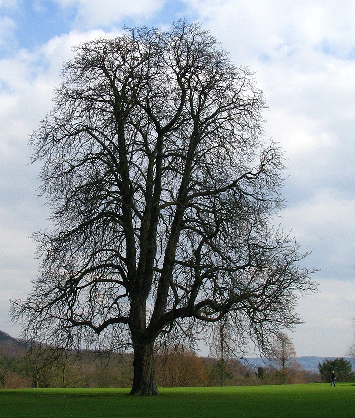 Bald schlägt er aus