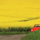 Bald schlüpfen die Rapskäfer