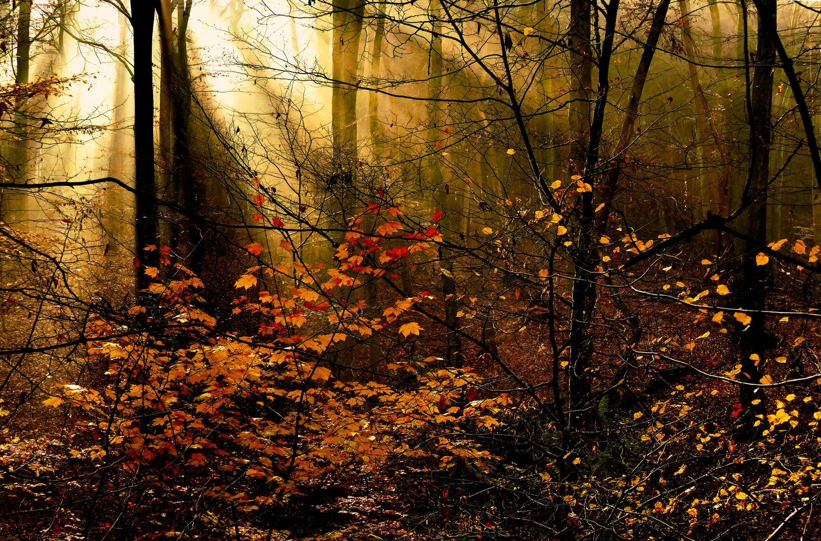 Bald schmückt der Herbst das Antlitz der Landschaft