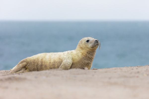 Bald seh' ich Euch wieder