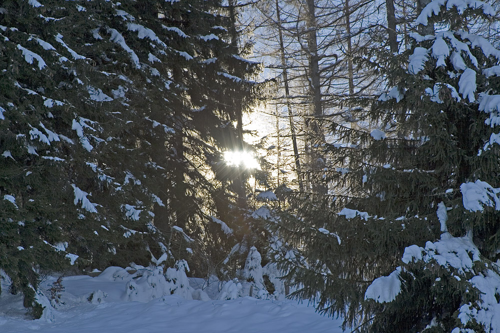 "Bald seh' ich sie, die Sonne" - Impressionen vom Aufstieg zur Gupfalm