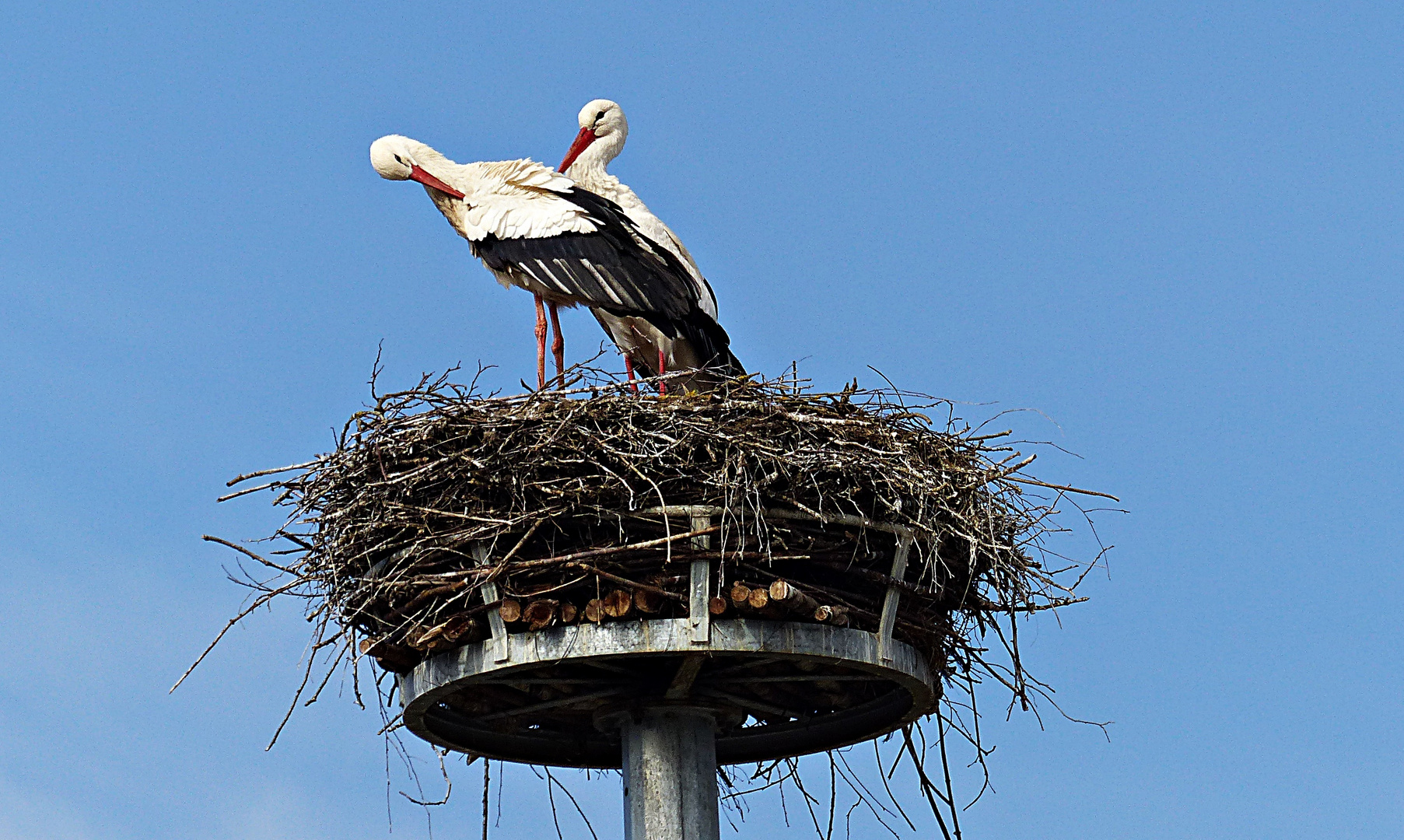 Bald sind sie wieder da