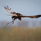 Bald transportiert der "Kükendieb"   . . .