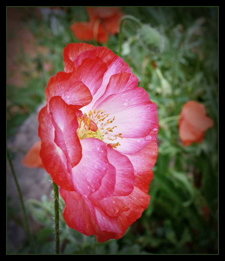  Bald verschwindet er bis zum nächsten Jahr, der Seidenmohn....