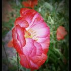  Bald verschwindet er bis zum nächsten Jahr, der Seidenmohn....