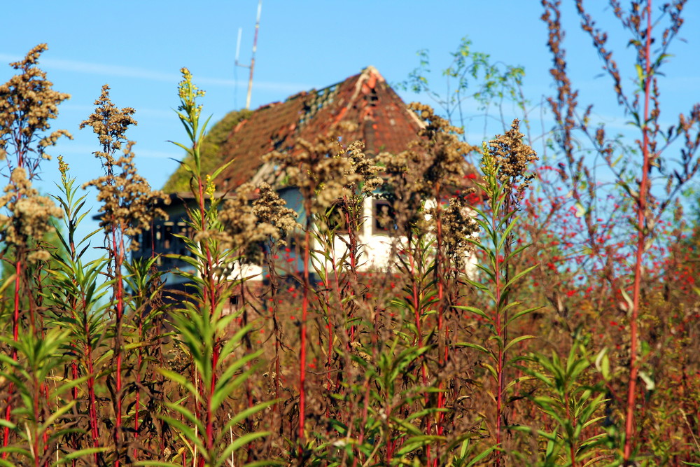 Bald von der Natur zurück erobert