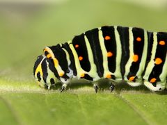 bald werde ich ein Schmetterling