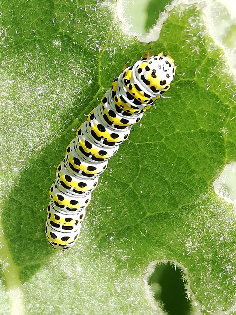 Bald werde ich ein Schmetterling 