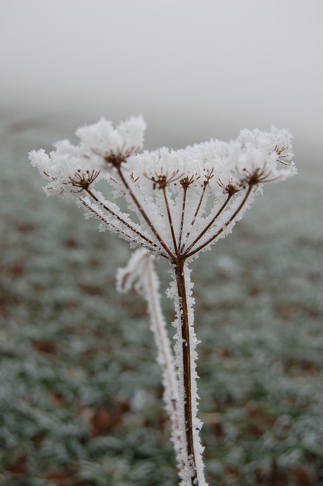 bald werde ich wieder Blüten