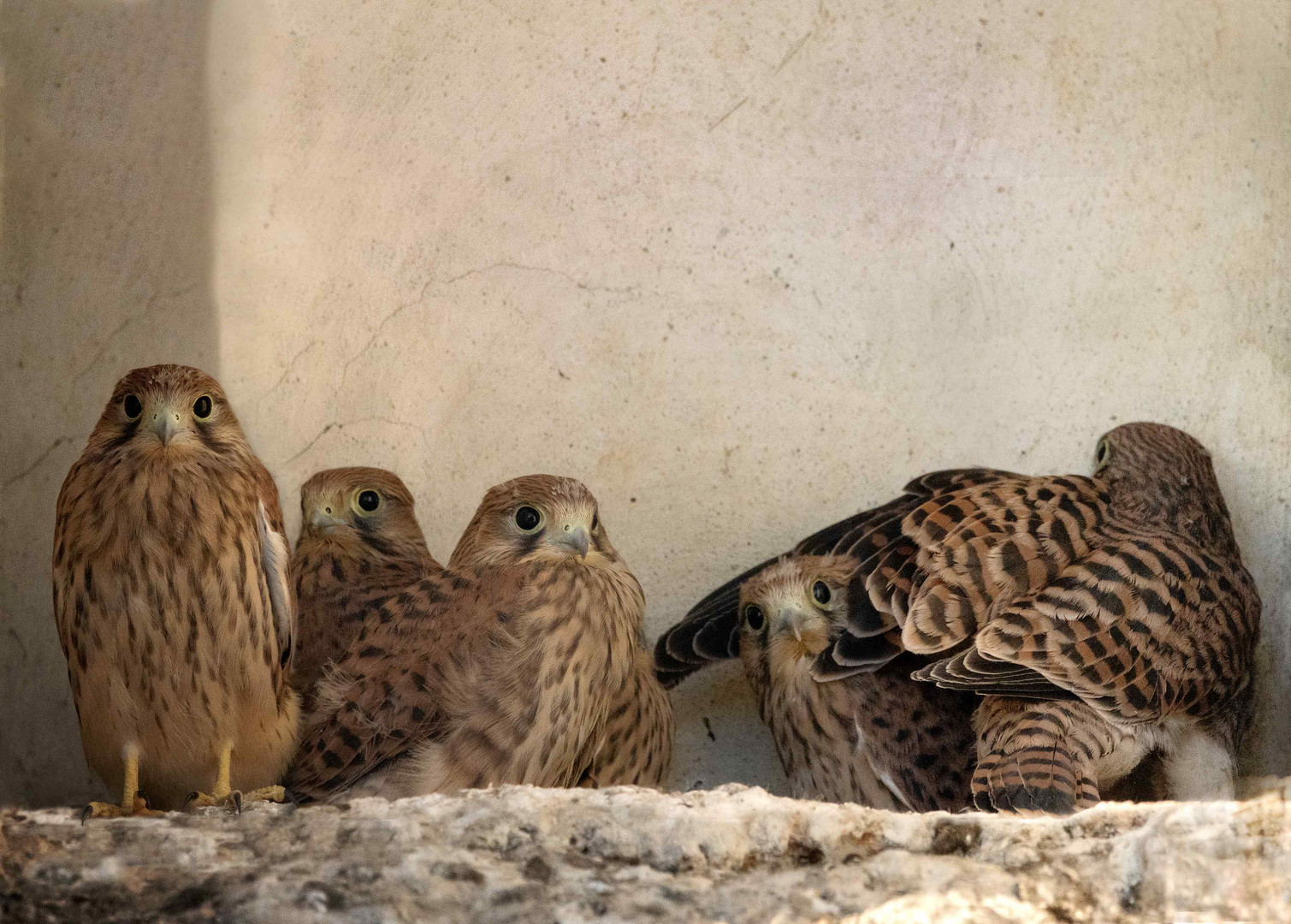 Bald werden sie das Nest verlassen