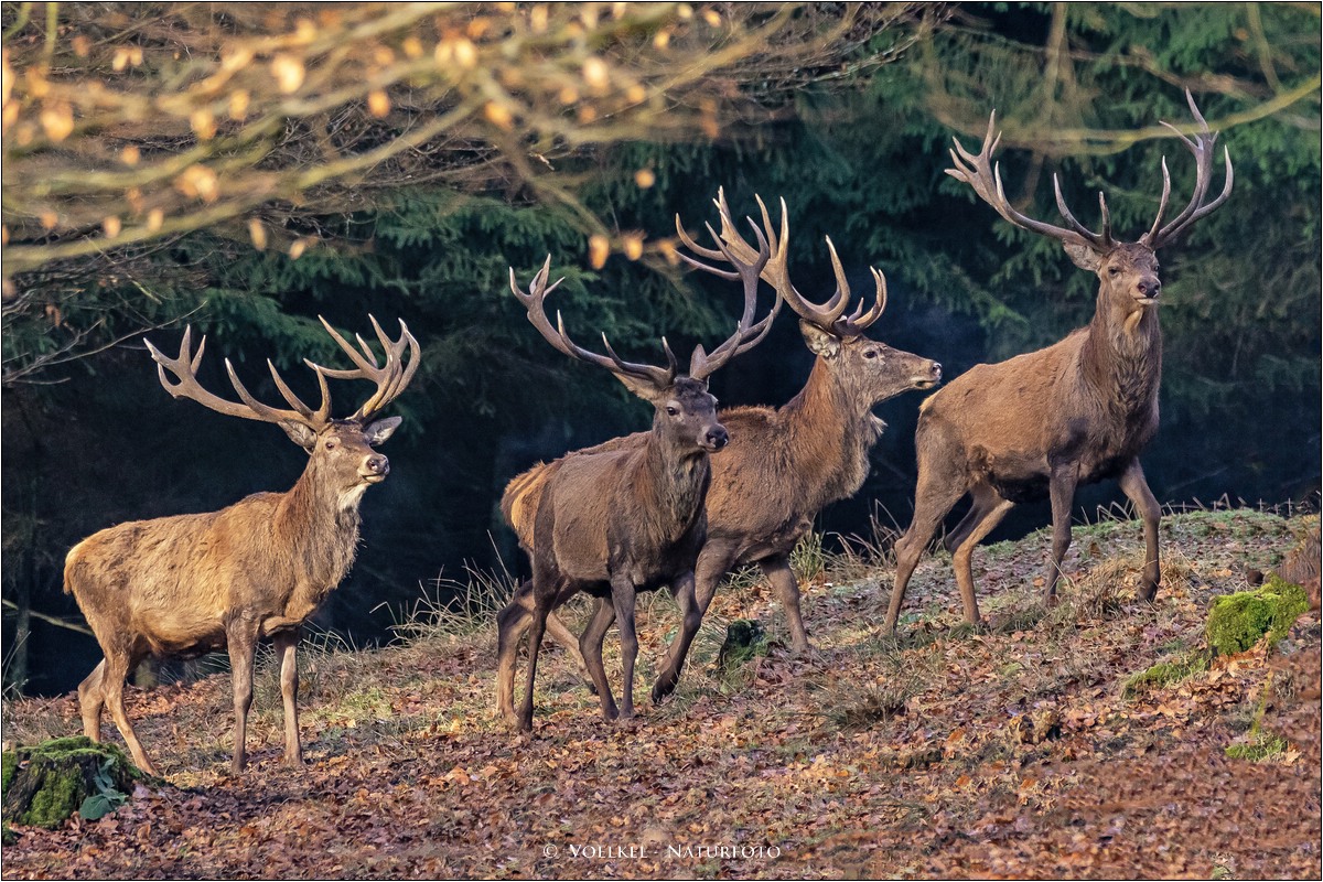 Bald werfen sie ihr Geweih ab Foto & Bild tiere, wildlife, säugetiere Bilder auf Bald werfen sie ihr Geweih ab Foto & Bild tiere, wildlife, säugetiere Bilder auf