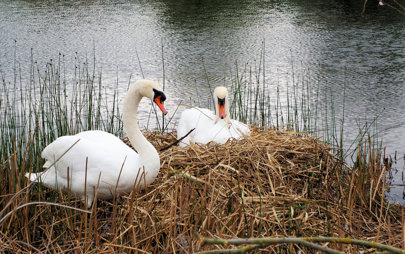 Bald wieder …