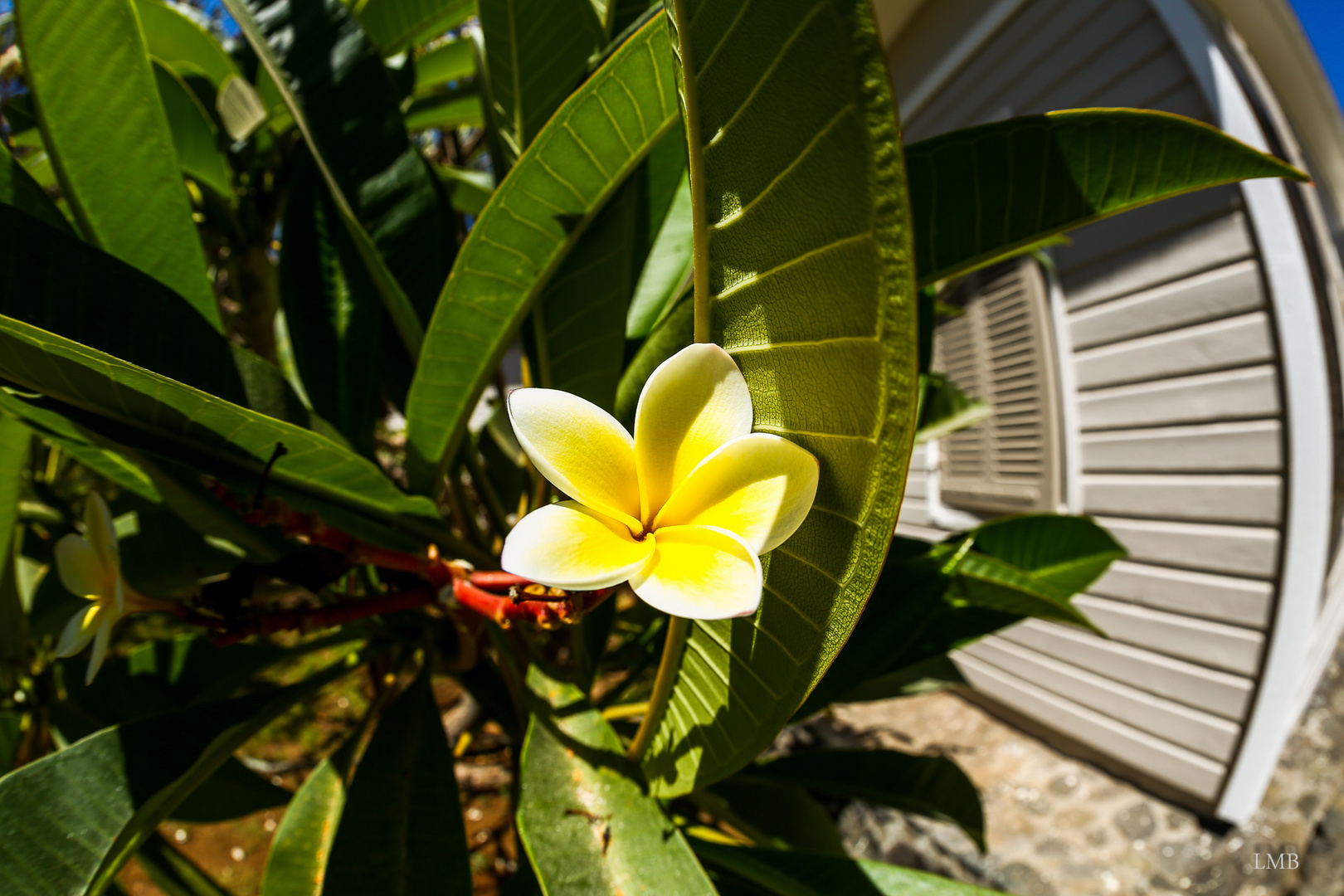 Bald wieder Frangipani vor'm Haus