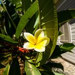 Bald wieder Frangipani vor'm Haus