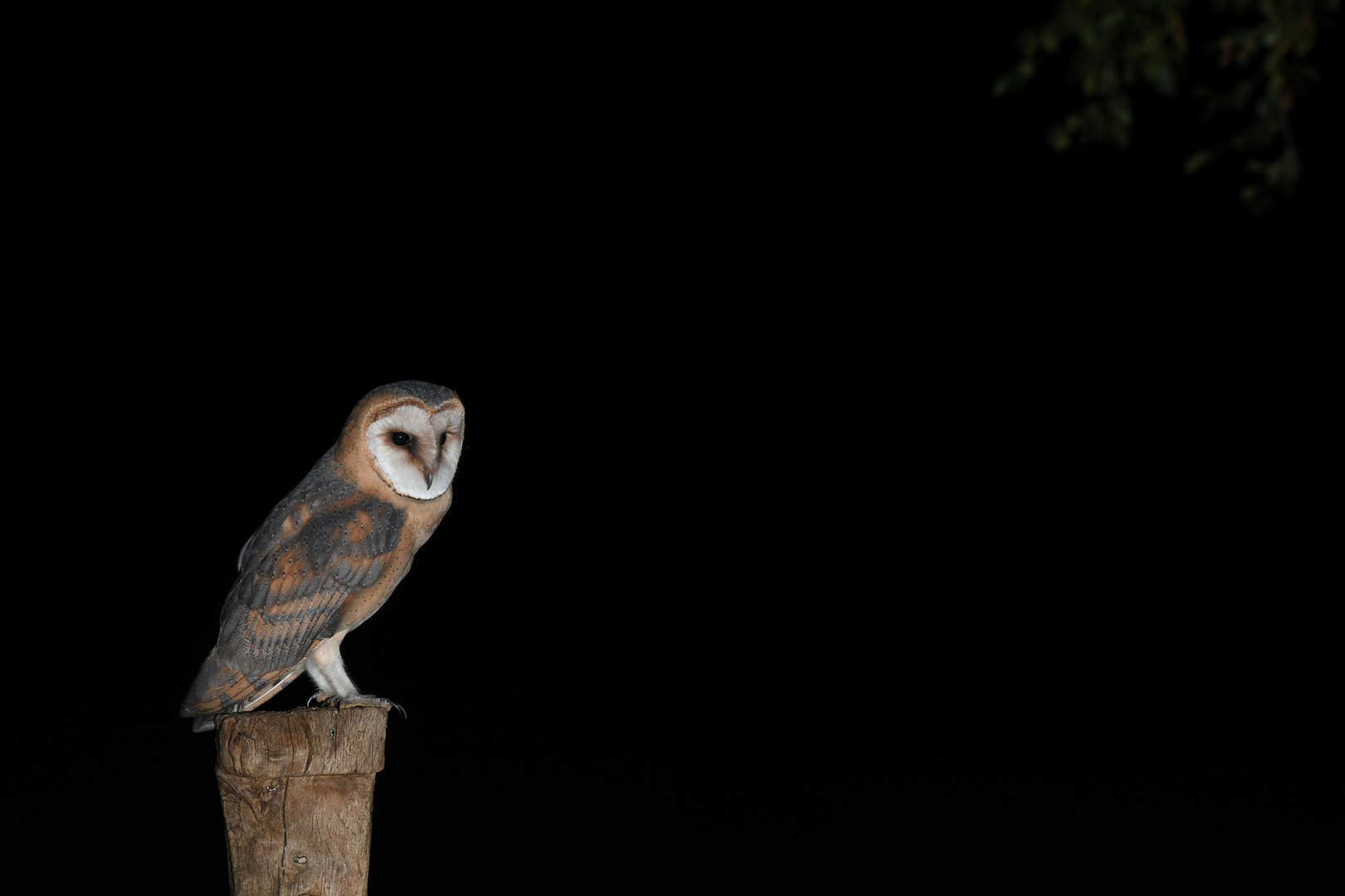 Bald wird der Nachwuchs endgültig von der Nacht verschluckt