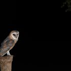 Bald wird der Nachwuchs endgültig von der Nacht verschluckt