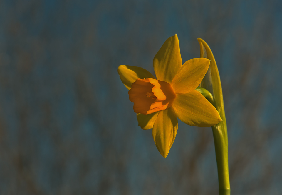 Bald wird es Frühling ! Foto & Bild | pflanzen, pilze & flechten