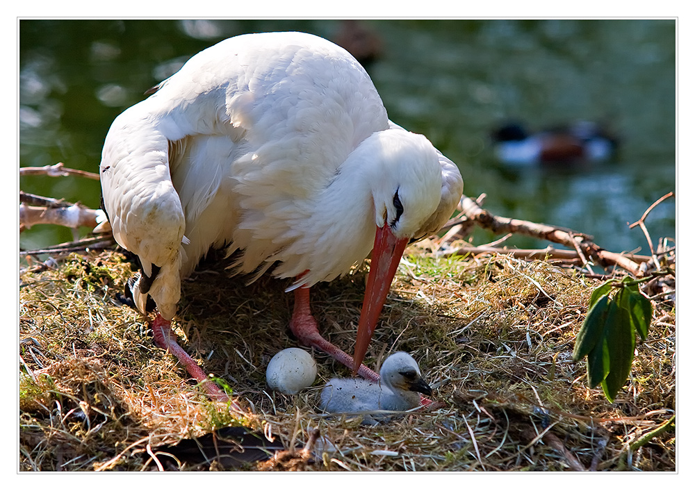 Bald wird es Frühling... ich hoffe ;-)