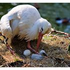 Bald wird es Frühling... ich hoffe ;-)