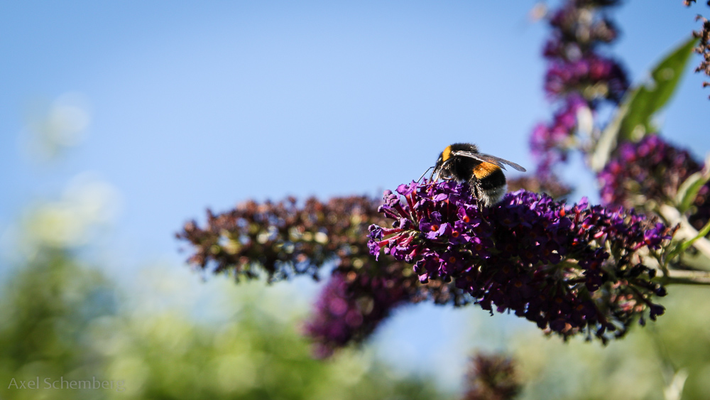 ... bald wird es Sommer!