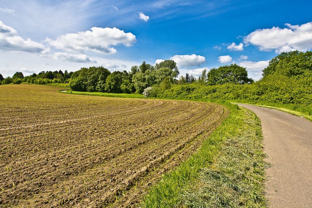 Bald wird es wieder grün 1