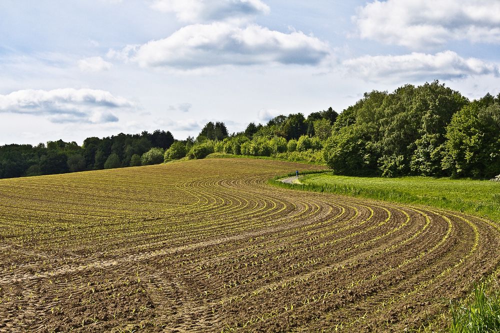 Bald wird es wieder grün 2