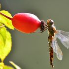 Bald wird ihre Zeit 