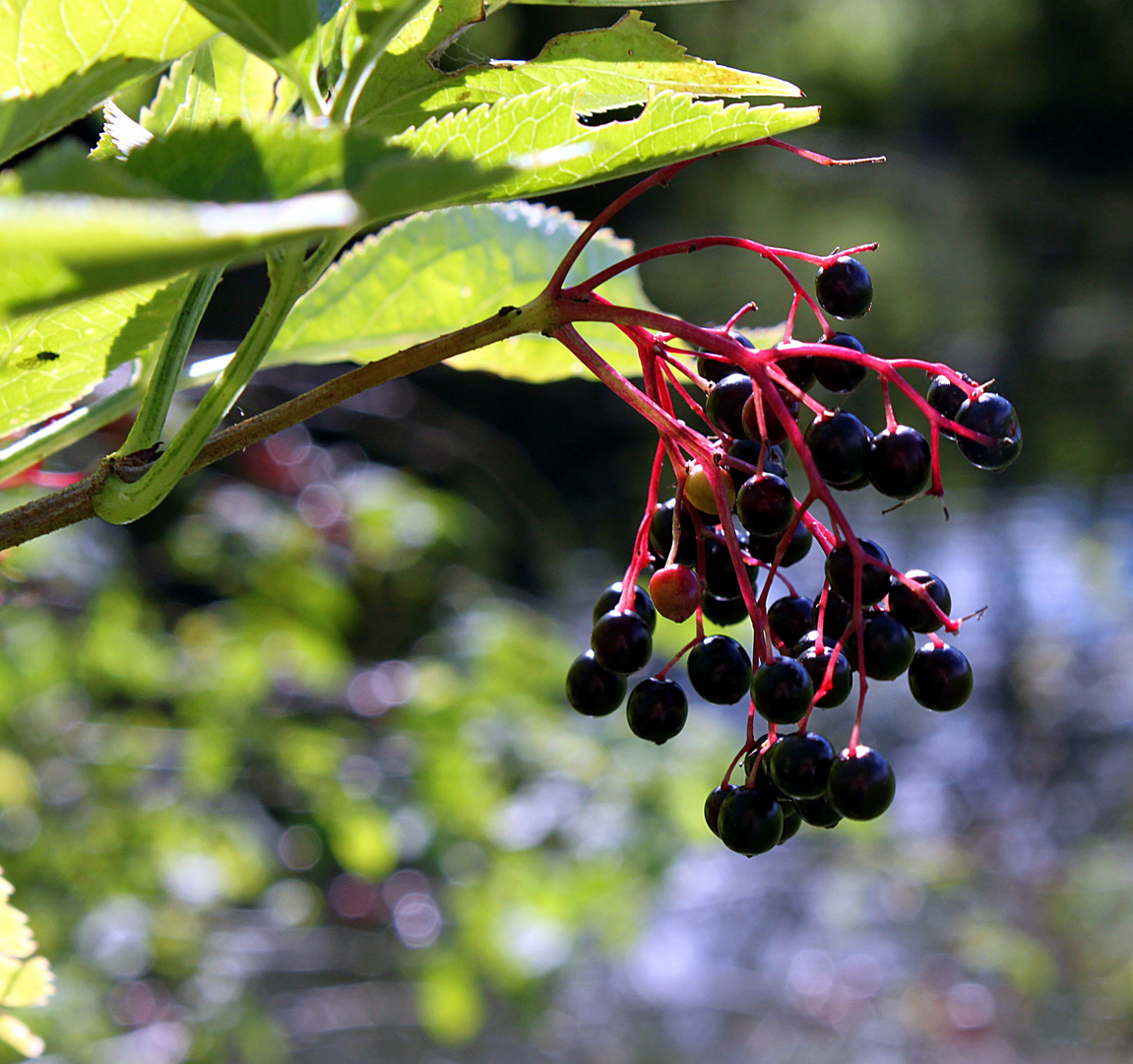 Bald wird Saft daraus