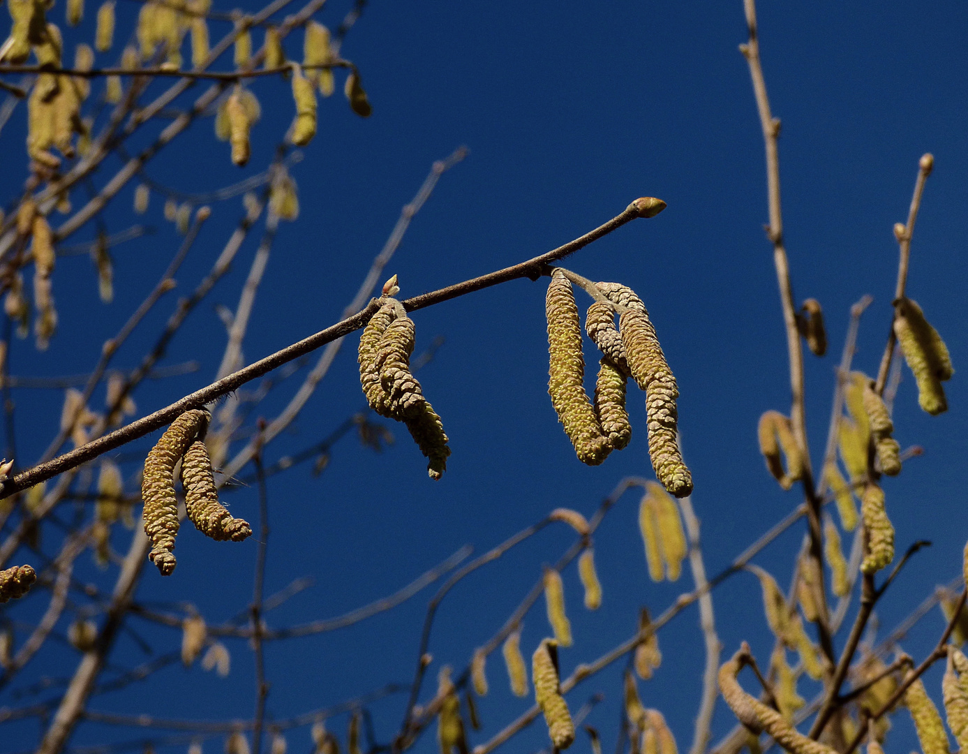 Bald wird's Frühling