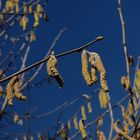 Bald wird's Frühling