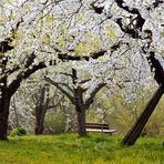 Baldachin aus Blüten