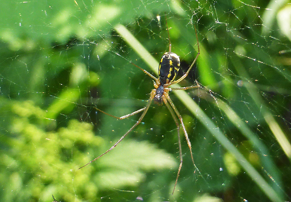 Baldachin-Spinne