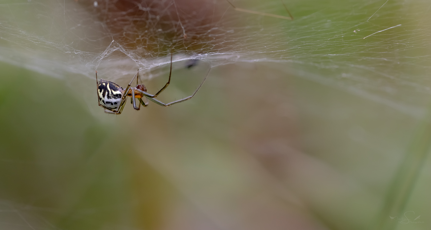 Baldachin Spinne