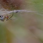 Baldachin Spinne