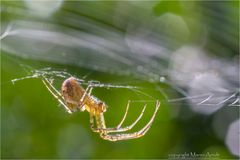 Baldachinspinne im Licht