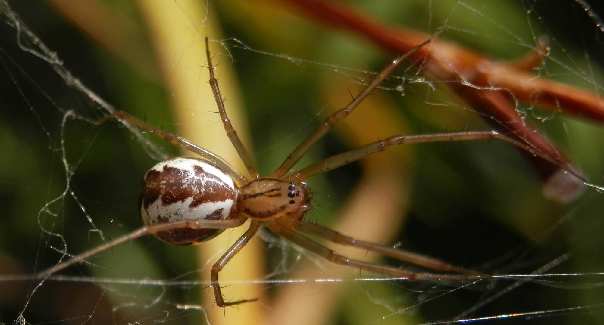 Baldachinspinne (Linyphia triangularis)