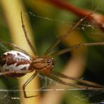 Baldachinspinne (Linyphia triangularis)