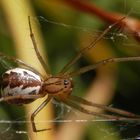 Baldachinspinne (Linyphia triangularis)