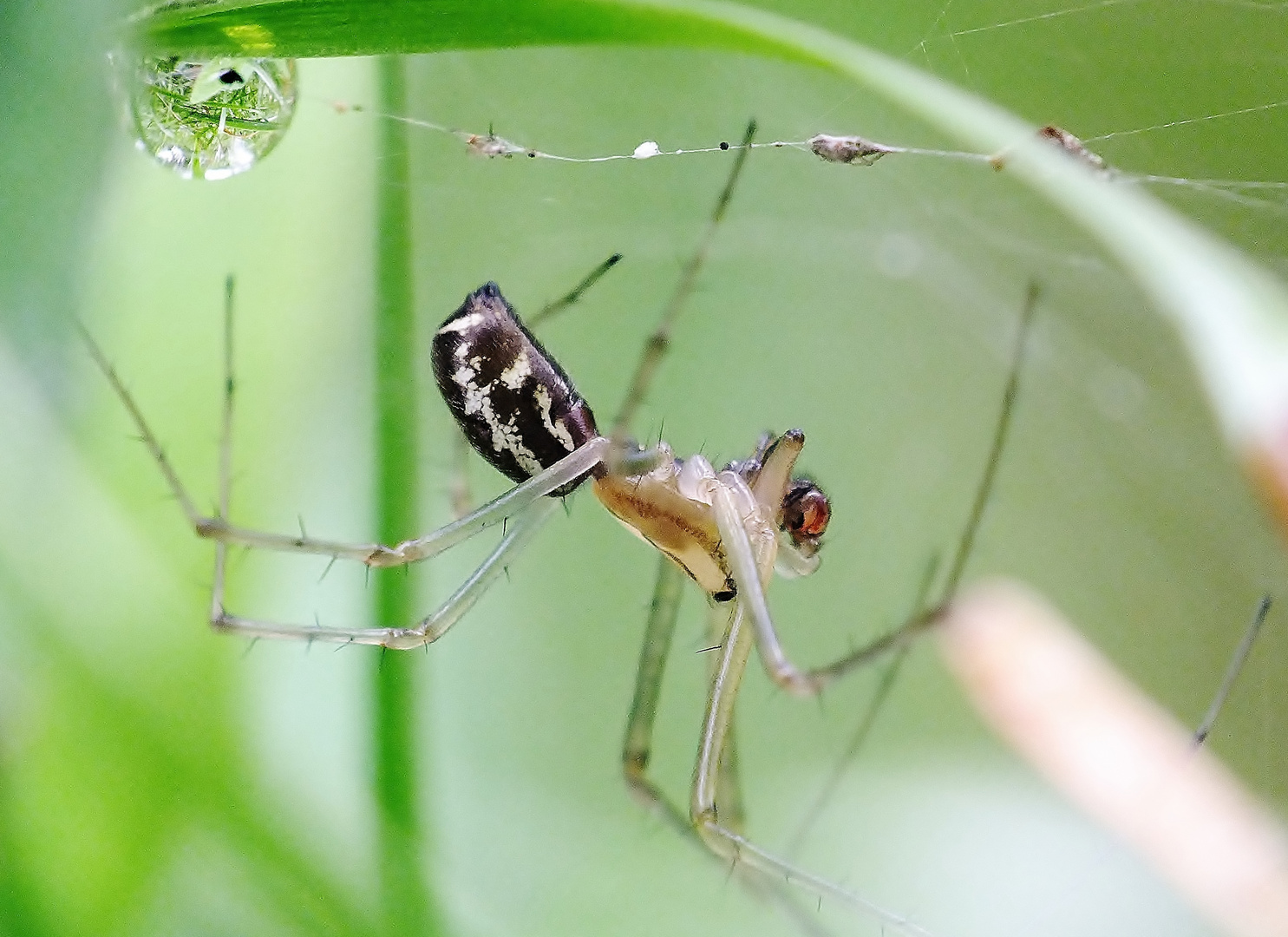 Baldachinspinne (Linyphia triangularis)