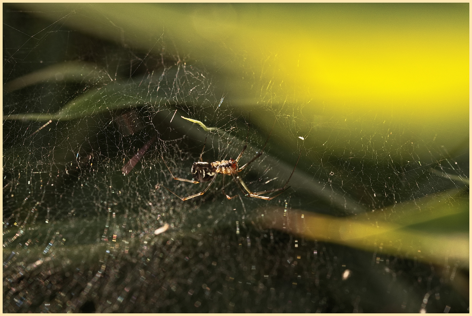 Baldachinspinne Linyphia triangularis Foto & Bild nah & makro, natur