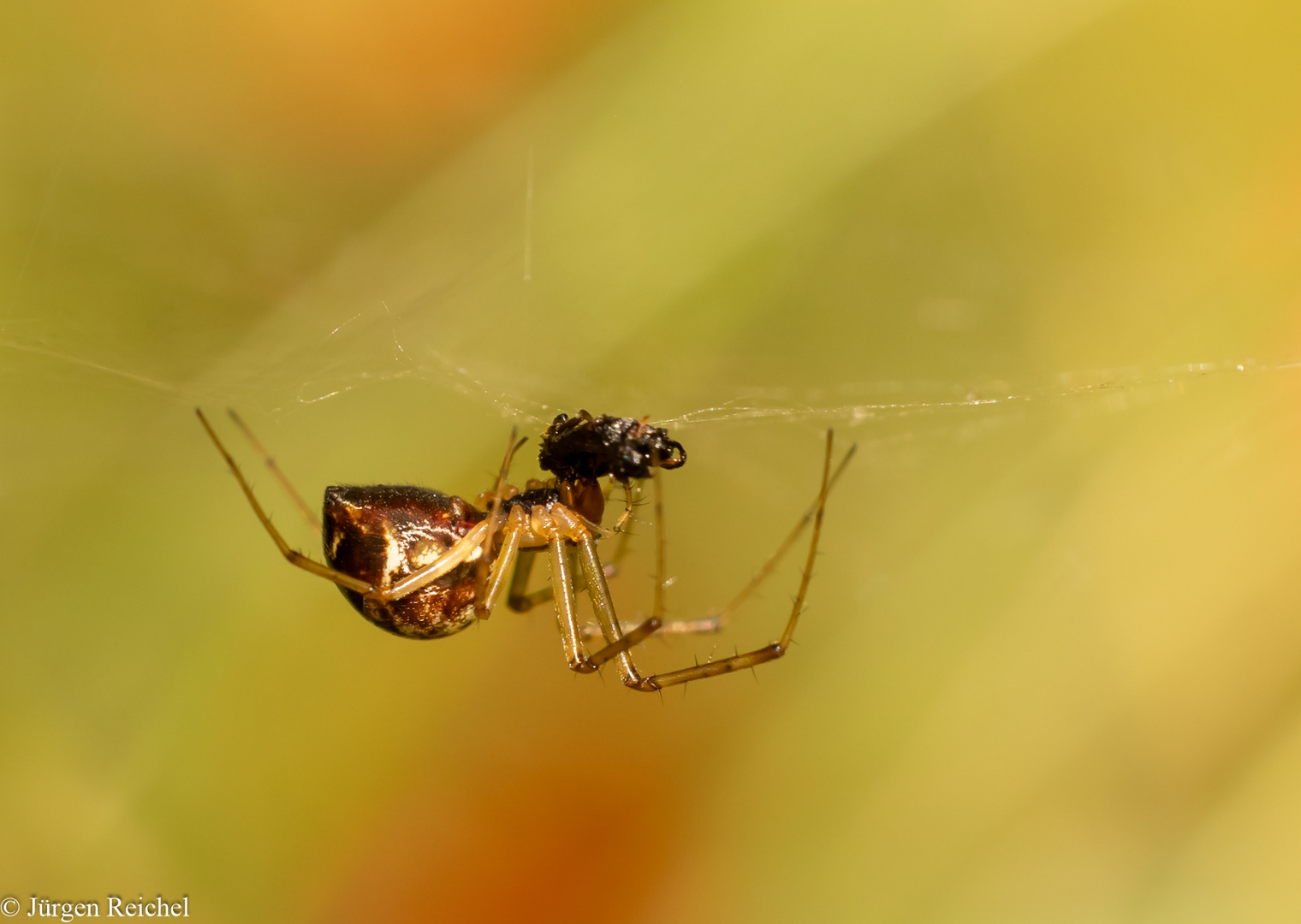 Baldachinspinne ( Linyphia triangularis ) 