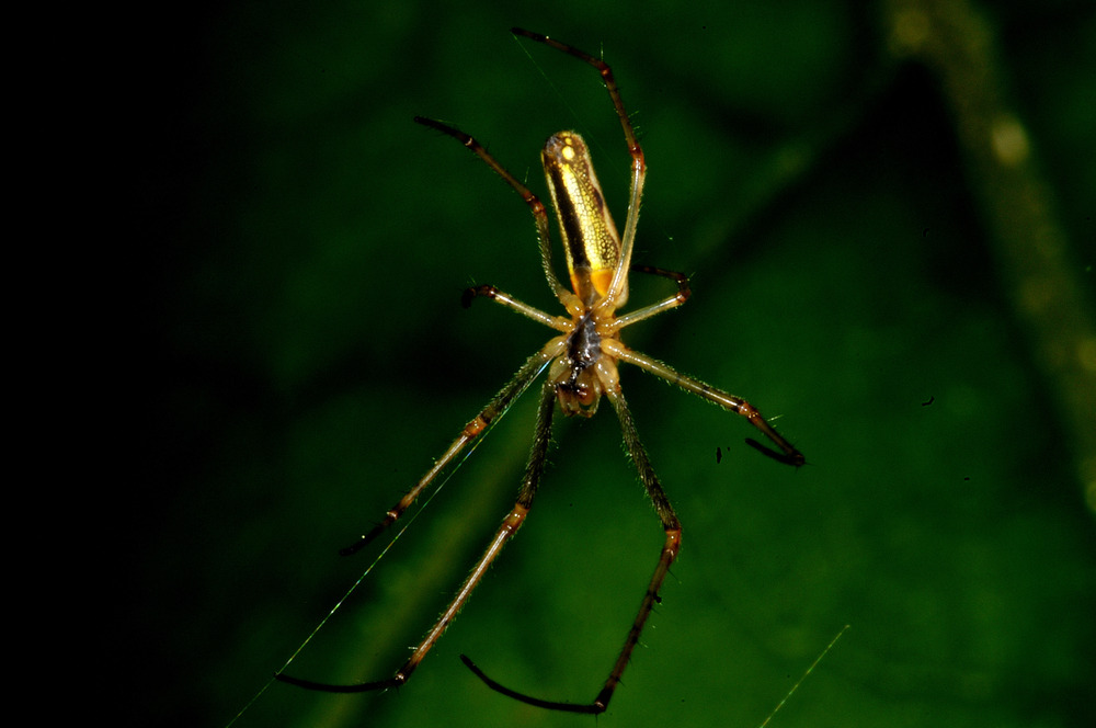 Baldachinspinne Linyphia triangularis